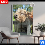 Leuchtbild Dia Drei Schottische Rinder Hochformat Produktvorschau mit dem Bild Drei Schottische Rinder im Format Hochformat.