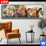 Leuchtbild Dia Drei Schottische Rinder Panorama Produktvorschau mit dem Bild Drei Schottische Rinder im Format Panorama.