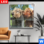 Leuchtbild Dia Drei Schottische Rinder Quadrat Produktvorschau mit dem Bild Drei Schottische Rinder im Format Quadrat.