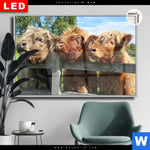 Leuchtbild Dia Drei Schottische Rinder Querformat Produktvorschau mit dem Bild Drei Schottische Rinder im Format Querformat.