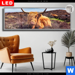 Leuchtbild Dia Grasendes Hochlandrind Panorama Produktvorschau mit dem Bild Grasendes Hochlandrind im Format Panorama.