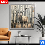 Leuchtbild Dia Hirsch Im Birkenwald Quadrat Produktvorschau mit dem Bild Hirsch im Birkenwald im Format Quadrat.