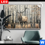 Leuchtbild Dia Hirsch Im Birkenwald Querformat Produktvorschau mit dem Bild Hirsch im Birkenwald im Format Querformat.