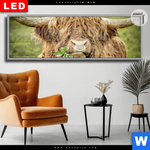 Leuchtbild Dia Hochland Rind Mit Nasenring Panorama Produktvorschau mit dem Bild Hochland-Rind mit Nasenring im Format Panorama.