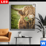 Leuchtbild Dia Hochland Rind Mit Nasenring Quadrat Produktvorschau mit dem Bild Hochland-Rind mit Nasenring im Format Quadrat.