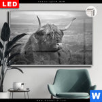 Leuchtbild Dia Hochland Rind Schwarz Weiss No 2 Querformat Produktvorschau mit dem Bild Hochland-Rind Schwarz-Weiß No. 2 im Format Querformat.