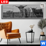 Leuchtbild Dia Hochland Rind Schwarz Weiss Panorama Produktvorschau mit dem Bild Hochland-Rind Schwarz-Weiß im Format Panorama.