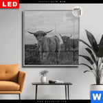 Leuchtbild Dia Hochland Rind Schwarz Weiss Quadrat Produktvorschau mit dem Bild Hochland-Rind Schwarz-Weiß im Format Quadrat.