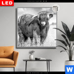 Leuchtbild Dia Hochlandkuh Auf Einer Wiese Quadrat Produktvorschau mit dem Bild Hochlandkuh auf einer Wiese im Format Quadrat.