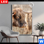 Leuchtbild Dia Hochlandrind Auf Weide Hochformat Produktvorschau mit dem Bild Hochlandrind auf Weide im Format Hochformat.