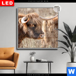Leuchtbild Dia Hochlandrind Auf Weide Quadrat Produktvorschau mit dem Bild Hochlandrind auf Weide im Format Quadrat.