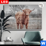 Leuchtbild Dia Hochlandrind No 1 Querformat Produktvorschau mit dem Bild Hochlandrind No.1 im Format Querformat.