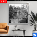 Leuchtbild Dia Hochlandrind No 2 Quadrat Produktvorschau mit dem Bild Hochlandrind No.2 im Format Quadrat.