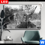 Leuchtbild Dia Hochlandrind No 2 Querformat Produktvorschau mit dem Bild Hochlandrind No.2 im Format Querformat.