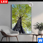 Leuchtbild Dia Hoher Baum Hochformat Produktvorschau mit dem Bild Hoher Baum im Format Hochformat.