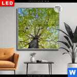 Leuchtbild Dia Hoher Baum Quadrat Produktvorschau mit dem Bild Hoher Baum im Format Quadrat.