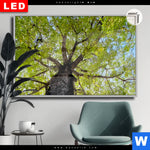 Leuchtbild Dia Hoher Baum Querformat Produktvorschau mit dem Bild Hoher Baum im Format Querformat.