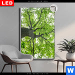 Leuchtbild Dia Imposanter Baum Hochformat Produktvorschau mit dem Bild Imposanter Baum im Format Hochformat.