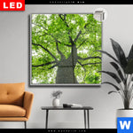 Leuchtbild Dia Imposanter Baum Quadrat Produktvorschau mit dem Bild Imposanter Baum im Format Quadrat.