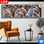 Leuchtbild Dia Koenigspinguine Panorama Produktvorschau mit dem Bild Königspinguine im Format Panorama.