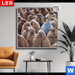 Leuchtbild Dia Koenigspinguine Quadrat Produktvorschau mit dem Bild Königspinguine im Format Quadrat.