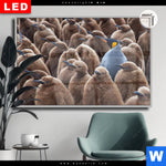 Leuchtbild Dia Koenigspinguine Querformat Produktvorschau mit dem Bild Königspinguine im Format Querformat.