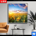 Leuchtbild Dia Leuchtend Gelbe Sonnenblumen Am Abend Quadrat Produktvorschau mit dem Bild Leuchtend gelbe Sonnenblumen am Abend im Format Quadrat.