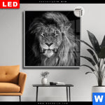 Leuchtbild Dia Loewe Schwarzweiss Quadrat Produktvorschau mit dem Bild Löwe Schwarzweiß im Format Quadrat.