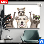 Leuchtbild Dia Lustige Waschbaeren Mit Hund Querformat Produktvorschau mit dem Bild Lustige Waschbären mit Hund im Format Querformat.