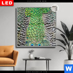 Leuchtbild Dia Pfaufedern Quadrat Produktvorschau mit dem Bild Pfaufedern im Format Quadrat.