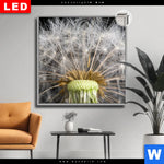 Leuchtbild Dia Pusteblume No 10 Quadrat Produktvorschau mit dem Bild Pusteblume No. 10 im Format Quadrat.