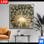 Leuchtbild Dia Pusteblume No 11 Quadrat Produktvorschau mit dem Bild Pusteblume No. 11 im Format Quadrat.