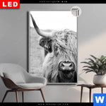 Leuchtbild Dia Rind Im Hochland Hochformat Produktvorschau mit dem Bild Rind im Hochland im Format Hochformat.