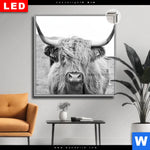 Leuchtbild Dia Rind Im Hochland Quadrat Produktvorschau mit dem Bild Rind im Hochland im Format Quadrat.