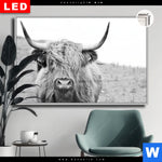 Leuchtbild Dia Rind Im Hochland Querformat Produktvorschau mit dem Bild Rind im Hochland im Format Querformat.