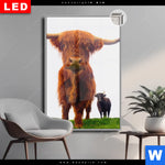 Leuchtbild Dia Schottisches Hochlandrind Hochformat Produktvorschau mit dem Bild Schottisches Hochlandrind im Format Hochformat.