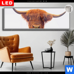 Leuchtbild Dia Schottisches Hochlandrind Panorama Produktvorschau mit dem Bild Schottisches Hochlandrind im Format Panorama.