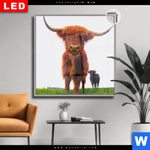 Leuchtbild Dia Schottisches Hochlandrind Quadrat Produktvorschau mit dem Bild Schottisches Hochlandrind im Format Quadrat.