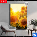 Leuchtbild Dia Sonnenblumen Im Abendlicht Hochformat Produktvorschau mit dem Bild Sonnenblumen im Abendlicht im Format Hochformat.
