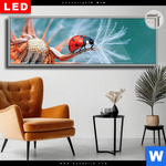 Leuchtbild Dia Sonnenkaefer Auf Pusteblume Panorama Produktvorschau mit dem Bild Sonnenkäfer auf Pusteblume im Format Panorama.