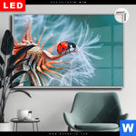 Leuchtbild Dia Sonnenkaefer Auf Pusteblume Querformat Produktvorschau mit dem Bild Sonnenkäfer auf Pusteblume im Format Querformat.