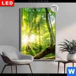 Leuchtbild Dia Sonnenstrahlen Im Dichten Wald Hochformat Produktvorschau mit dem Bild Sonnenstrahlen im dichten Wald im Format Hochformat.