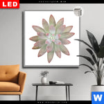 Leuchtbild Dia Sukkulente No 1 Quadrat Produktvorschau mit dem Bild Sukkulente No.1 im Format Quadrat.