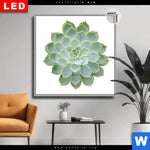 Leuchtbild Dia Sukkulente No 2 Quadrat Produktvorschau mit dem Bild Sukkulente No.2 im Format Quadrat.