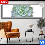 Leuchtbild Dia Sukkulente No 3 Panorama Produktvorschau mit dem Bild Sukkulente No.3 im Format Panorama.