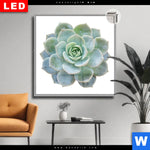 Leuchtbild Dia Sukkulente No 3 Quadrat Produktvorschau mit dem Bild Sukkulente No.3 im Format Quadrat.