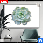 Leuchtbild Dia Sukkulente No 3 Querformat Produktvorschau mit dem Bild Sukkulente No.3 im Format Querformat.