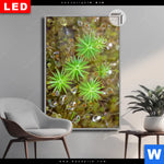 Leuchtbild Dia Tautropfen Auf Moos Hochformat Produktvorschau mit dem Bild Tautropfen auf Moos im Format Hochformat.