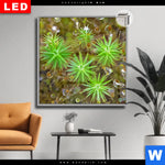 Leuchtbild Dia Tautropfen Auf Moos Quadrat Produktvorschau mit dem Bild Tautropfen auf Moos im Format Quadrat.