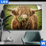 Leuchtbild Hochland Rind Mit Nasenring Querformat Produktvorschau mit dem Bild Hochland-Rind mit Nasenring im Format Querformat.